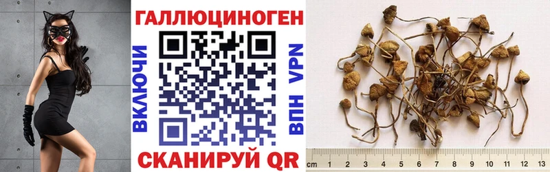где найти наркотики  Сальск  Галлюциногенные грибы Cubensis 